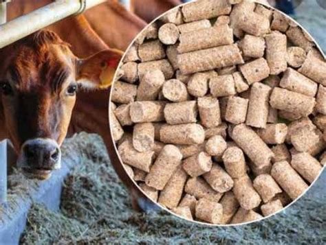 Tablet High Protein Cattle Feed at Best Price in Surendranagar | Hare Krishna Cattle Feed