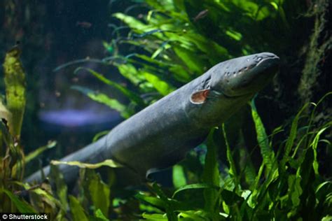 Electric eels leap from the water to attack predators | Daily Mail Online