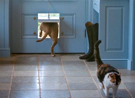 5 Hacks To Outsmart A Sneaky Feline