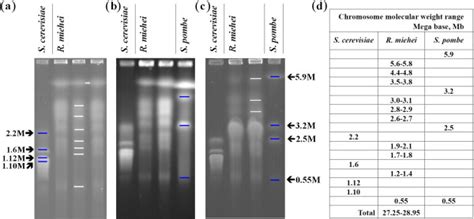 Pulsed Field Gel Electrophoresis Pfge Analysis Of The Chromosome