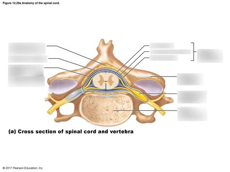 Cervical Spinal Cord Cross Section