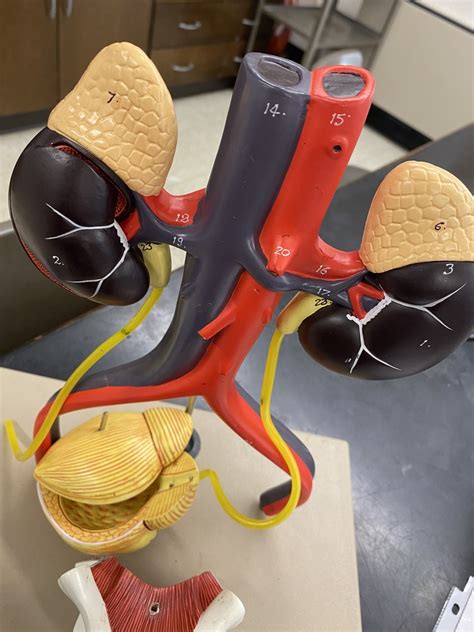 LAB EXAM 2 Free Standing Urinary Model With Two Kidneys 4 Diagram