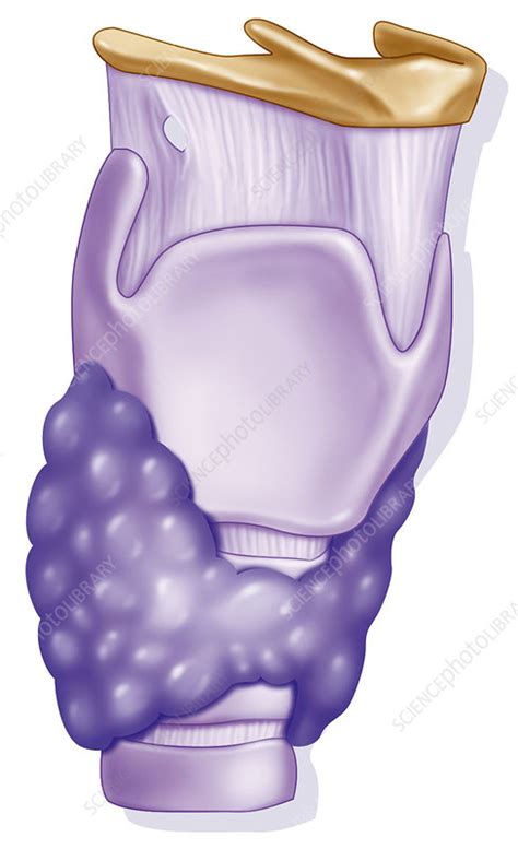 Larynx Drawing Stock Image C Science Photo Library