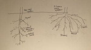 Taproot system and fibrous root system – Zassou Garden