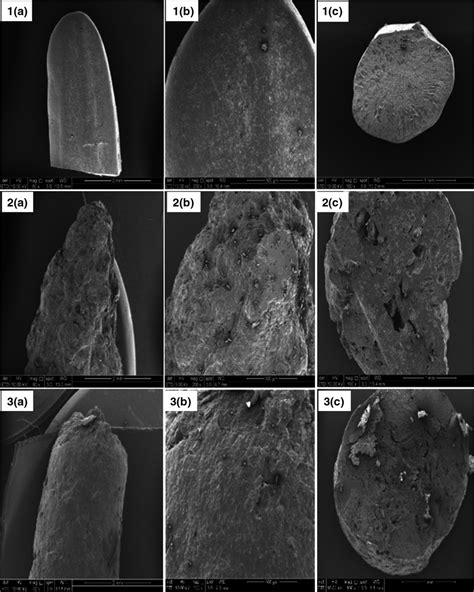 Scanning Electron Micrographs Of The Longitudinal Section Of 1a