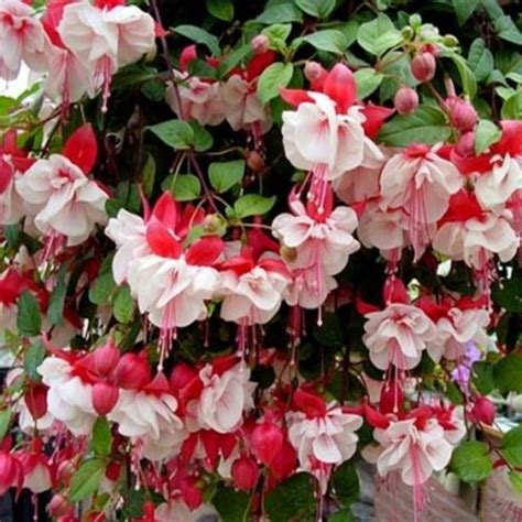 Fuchsia Hardy Bush General Monk Red White Summer Plug Plants Pack X6