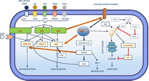 Table 2 From The Role Of Intracellular Calcium For The Development And