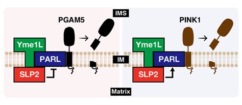 The Membrane Scaffold Slp2 Anchors A Proteolytic Hub In Mitochondria