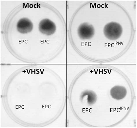 EPC Cells Infected With VHSV In A Cell Droplets Co Culture System