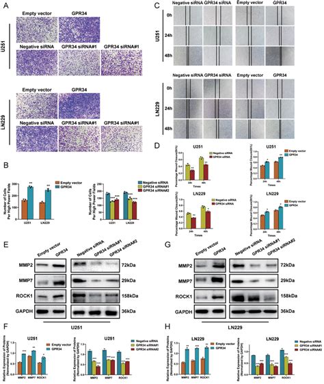 The Overexpression Of Gpr Induced The Epithelial Mesenchymal