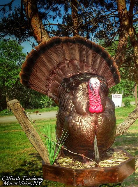 Turkey Taxidermy Cliffords Taxidermy