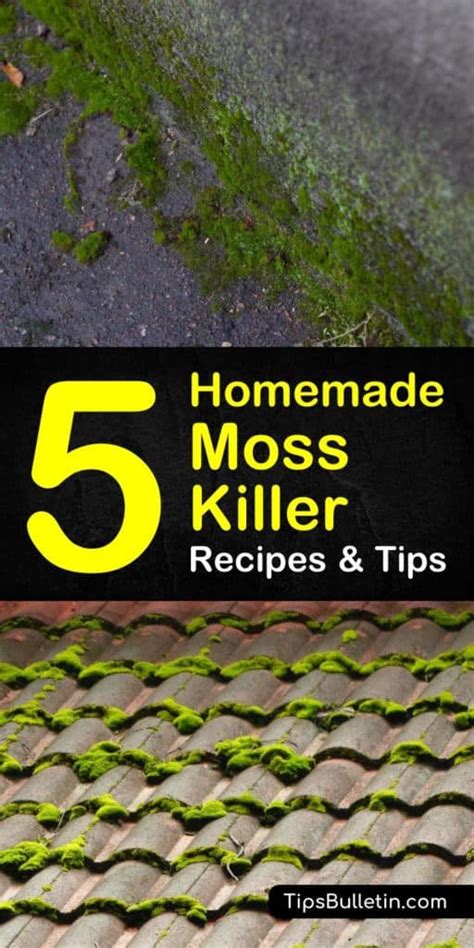 Homemade Moss Killer Recipes: 5 Natural Tips For Killing Moss