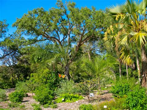 Fairchild Tropical Botanic Garden | Florida Hikes!