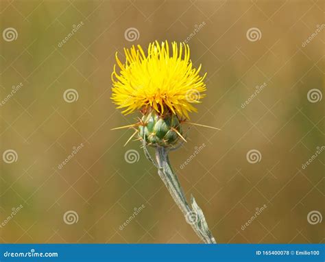 Yellow star-thistle flower stock photo. Image of thorn - 165400078