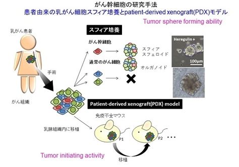 金沢大学がん進展制御研究所 分子病態研究分野 後藤研 乳がん臨床検体を用いたがん幹細胞の研究と解析手法