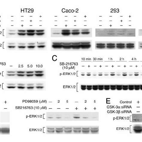 Gsk Inhibition Induces Phosphorylation Of Erk In Ht Cells