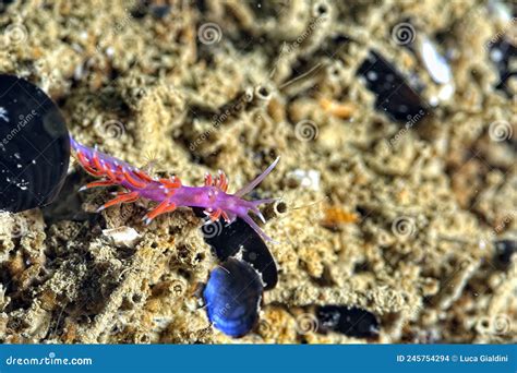 The Beautiful Colors of Nudibranches Stock Photo - Image of black, bali ...