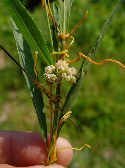 Cuscuta page