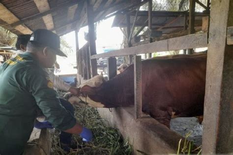 1 955 Hewan Ternak Di Jambi Sembuh Dari PMK ANTARA News Jambi