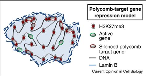 Pdf Chromatin Plasticity And Genome Organization In Pluripotent