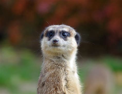 Free Photo Meerkat Animal Brown Cute Free Download Jooinn