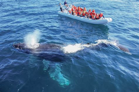 EXCURSION AVISTAMIENTO DE BALLENAS FOTOGRAFICO Coventur DMC Los Cabos