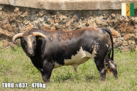 Estos Son Los Toros Para La Corrida Concurso De Ganader As De San