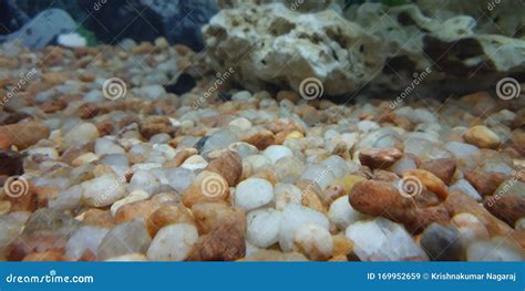 Fish Tank Aquarium with Stones Stock Image - Image of coral, blue ...