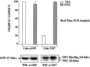 TIS7 Repressed Gene Expression Is HDAC Dependent C JunER Cells Were