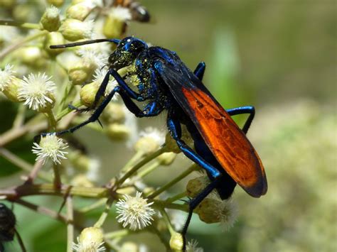 Tarantula Hawk Pepsis Sp Pompilidae Wi Flickr