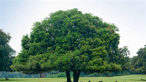 Ch Ne Vert Plantation Entretien Soin Le Parisien