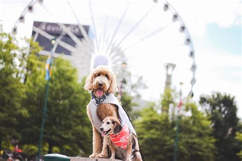 Atlanta: A Pet-Friendly Guide | Explore Georgia