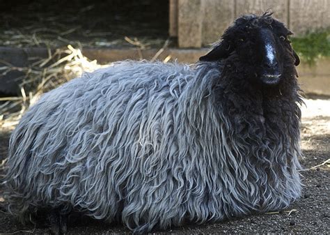 The Karakul Sheep Breed Is A Fat Tailed Sheep That Is Possibly The