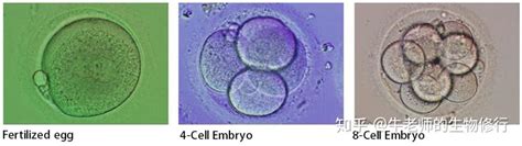 细胞周期cell Cycle和有丝分裂mitosis 知乎