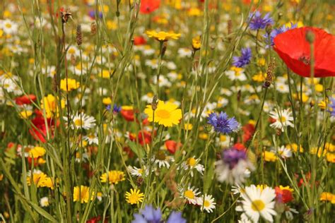 Wildflower Turf Take A Walk On The Wild Side Roll Out Grass Rolls