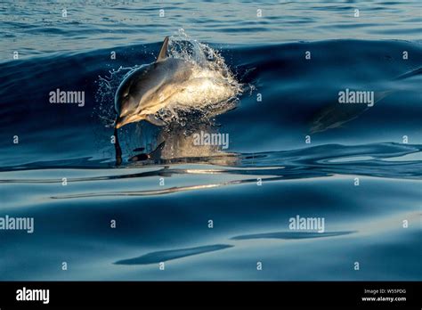 striped dolphin jumping outside the sea Stock Photo - Alamy