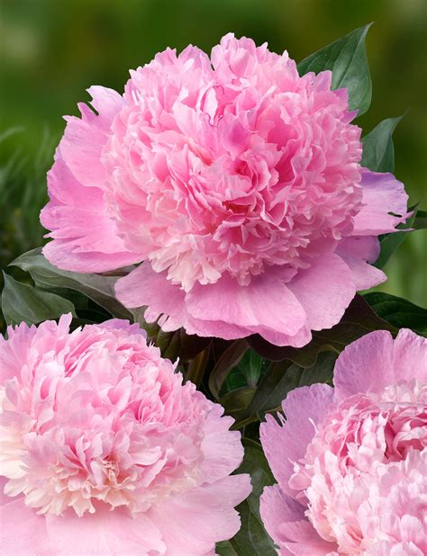 10 Rare Seeds Alertie Peony Seeds Perennial Authentic Etsy