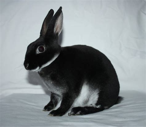 Mini Rex Color Guide - Wildriver Rabbitry