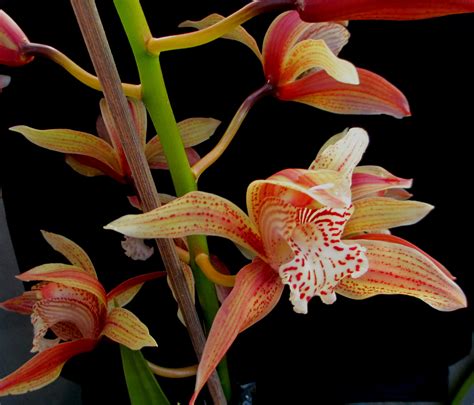 Cymbidium Photos Southern Suburbs Orchid Society Inc