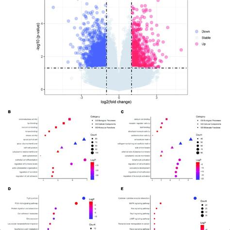 The Volcano Plot And Enrichment Analysis Of Differentially Expressed Download Scientific