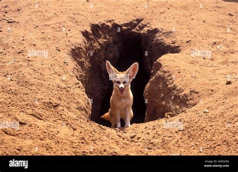 Fennec Fox Vulpes Zerda Near Its Burrow Photographed In Israel