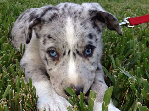 hanging tree dog 12