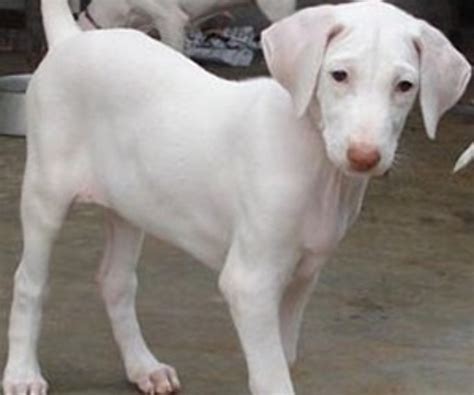 Rajapalayam Dog Image1 : rajapalayam dogs on Rediff Pages