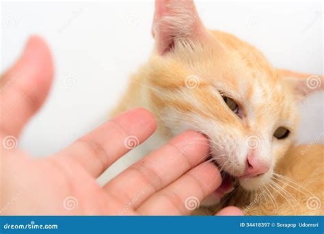 Cat Biting A Hand Royalty Free Stock Photography Image 34418397