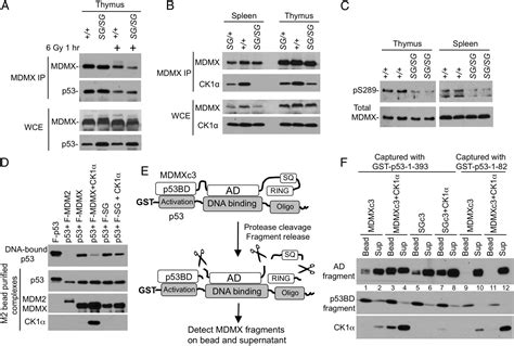 Mdmx Acidic Domain Inhibits P Dna Binding In Vivo And Regulates