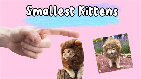 Smallest Kittens Youtube