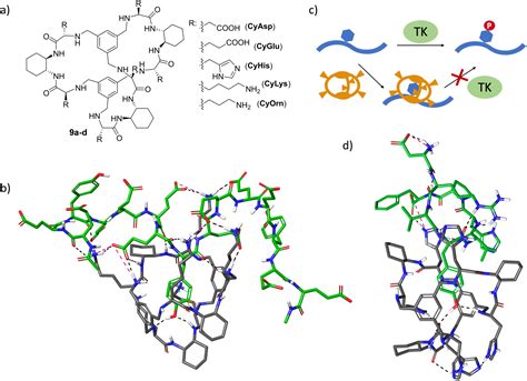 Supramolecular Chemical Biology Designed Receptors And Dynamic