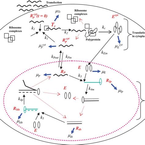 Schematic Model Of Subgenomic HCV Replication In Huh 7 Cells HCV