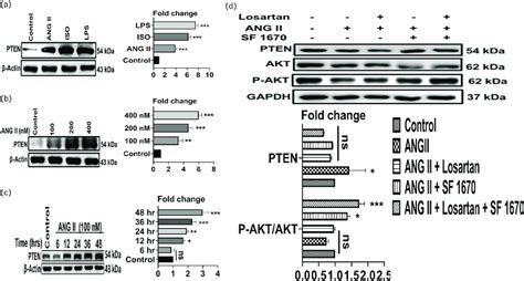 Phosphatase And Tensin Homolog Was Upregulated By Angiotensin II In