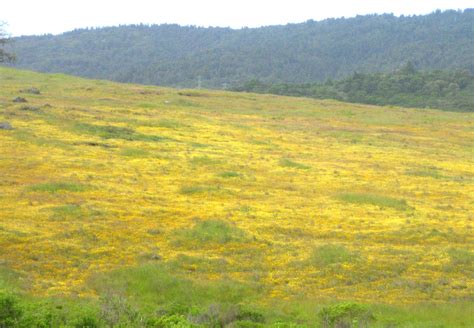 Santa Cruz Mountains Trails: Edgewood Wildflowers